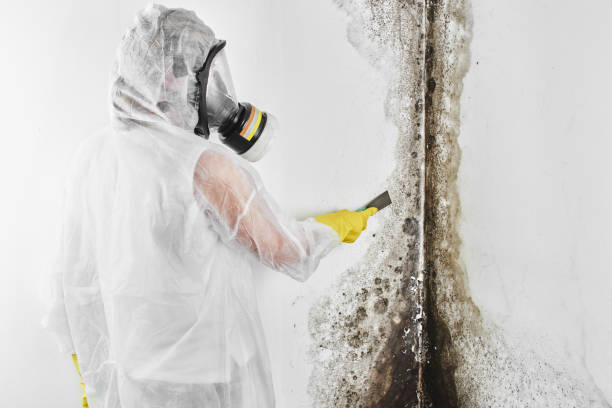 Best Commercial Mold Remediation in Cedar Hills, UT