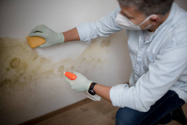 Best Post-Flood Mold Remediation in Cedar Hills, UT