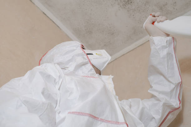 Best Basement Mold Remediation in Cedar Hills, UT